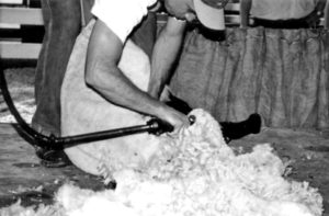 Shearing Sheep